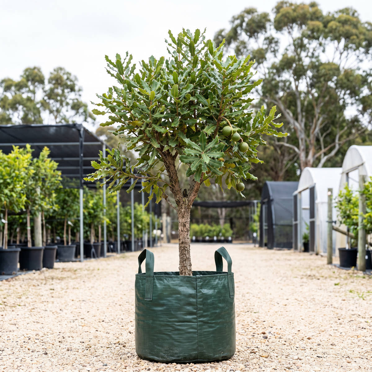 Rough Shelled Macadamia - Macadamia tetraphylla