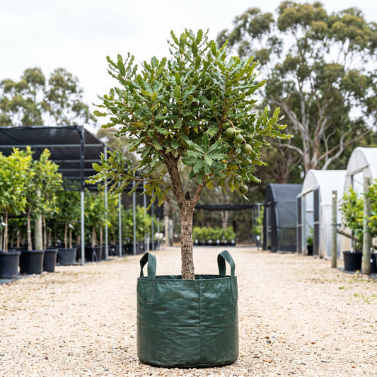 Rough Shelled Macadamia - Macadamia tetraphylla