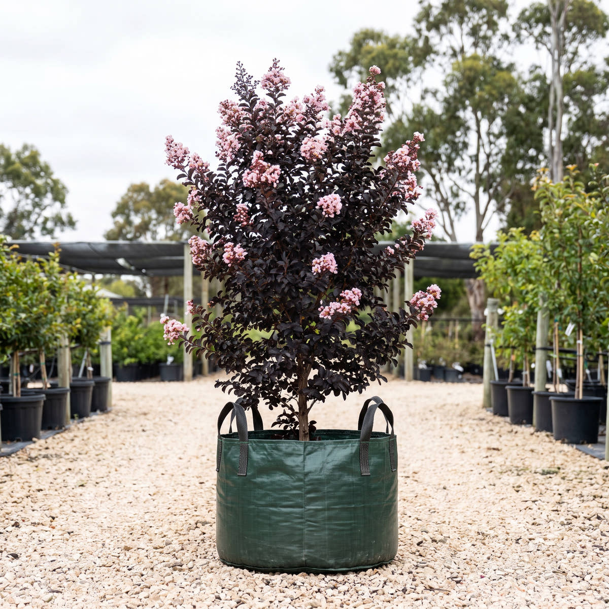 Diamonds in the Dark Blush Crepe Myrtle - Lagerstroemia indica ‘Blush’