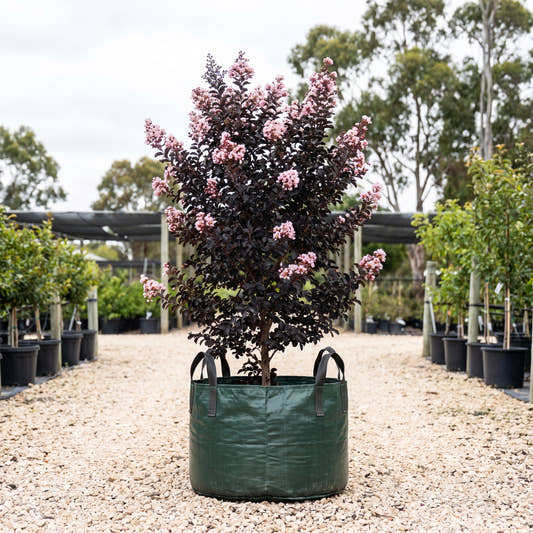 Diamonds in the Dark Blush Crepe Myrtle - Lagerstroemia indica ‘Blush’