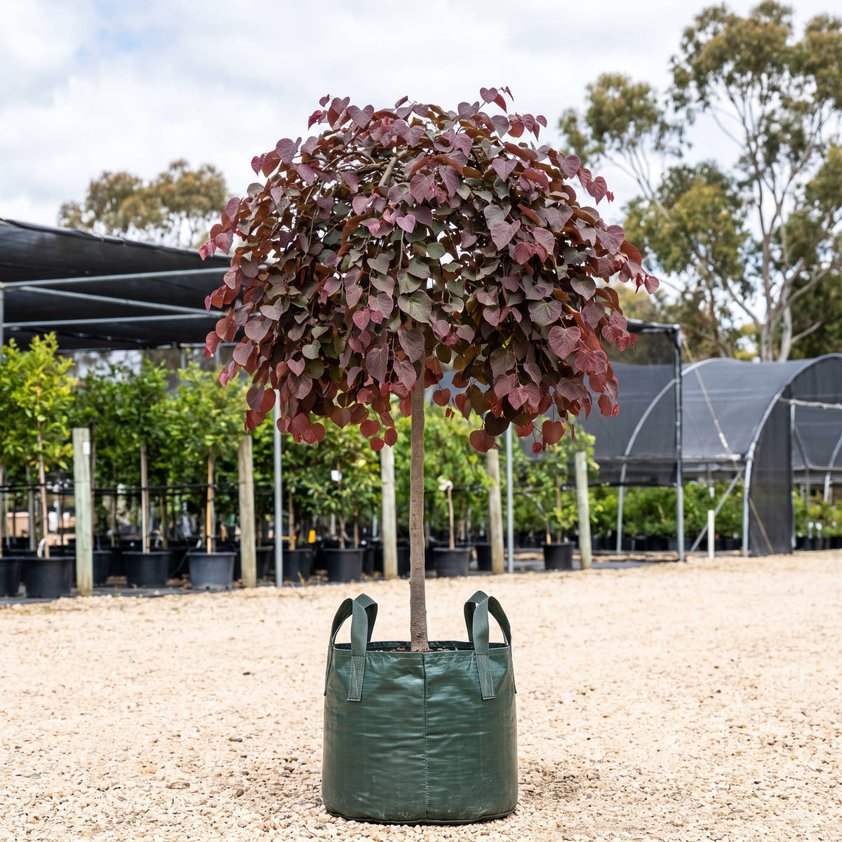 Lavender Twist Weeping Redbud (Standard) - Cercis canadensis ‘Covey’
