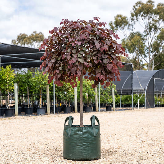 Lavender Twist Weeping Redbud (Standard) - Cercis canadensis ‘Covey’