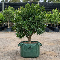 Tahitian Lime Tree - Citrus latifolia ‘Tahitian’
