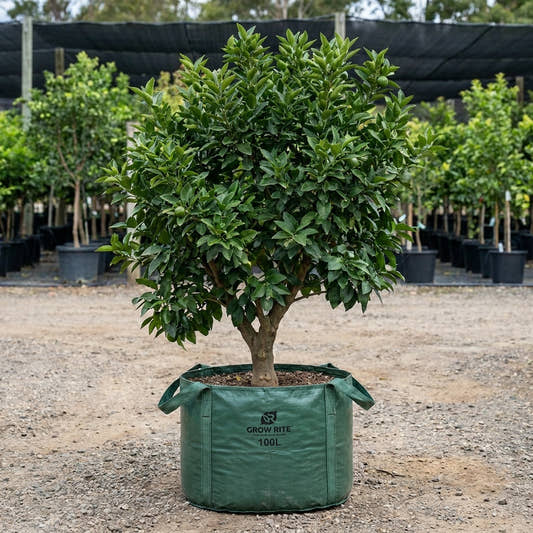 Tahitian Lime Tree - Citrus latifolia ‘Tahitian’