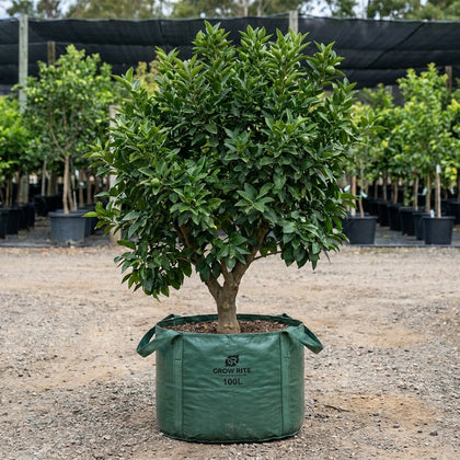 Tahitian Lime Tree - Citrus latifolia 'Tahitian'