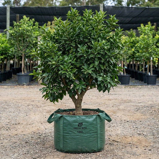 Tahitian Lime Tree - Citrus latifolia 'Tahitian'
