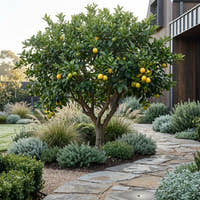 Tahitian Lime Tree - Citrus latifolia ‘Tahitian’