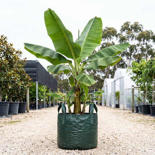 Dwarf Cavendish Banana - Musa acuminata ‘Dwarf Cavendish’