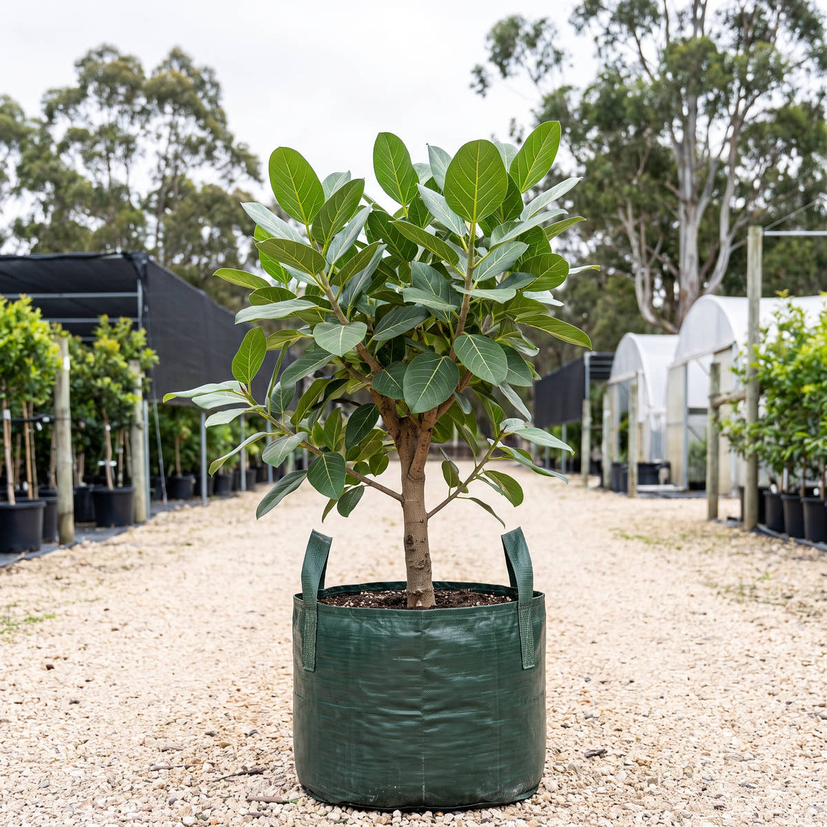 Audrey Banyan Fig - Ficus benghalensis ‘Audrey’