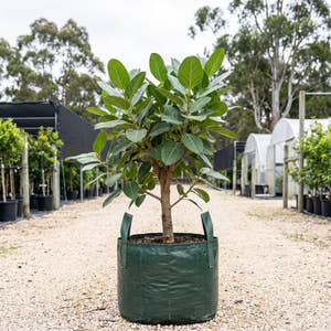 Audrey Banyan Fig - Ficus benghalensis ‘Audrey’