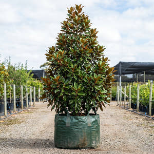 Teddy Bear Magnolia - Magnolia grandiflora ‘Teddy Bear’