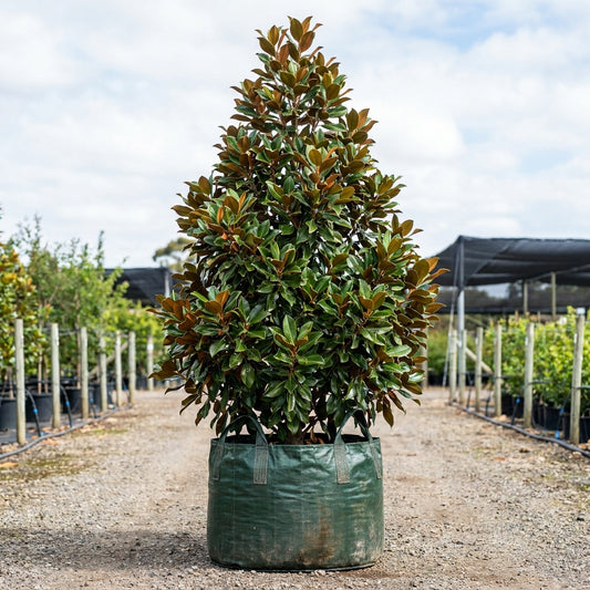 Teddy Bear Magnolia - Magnolia grandiflora 'Teddy Bear'