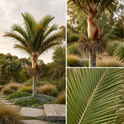 Teddy Bear Palm - Dypsis leptocheilos