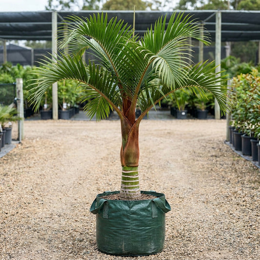 Teddy Bear Palm - Dypsis leptocheilos