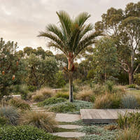 Teddy Bear Palm - Dypsis leptocheilos
