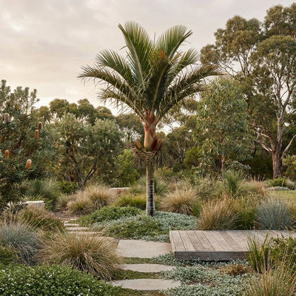 Teddy Bear Palm - Dypsis leptocheilos