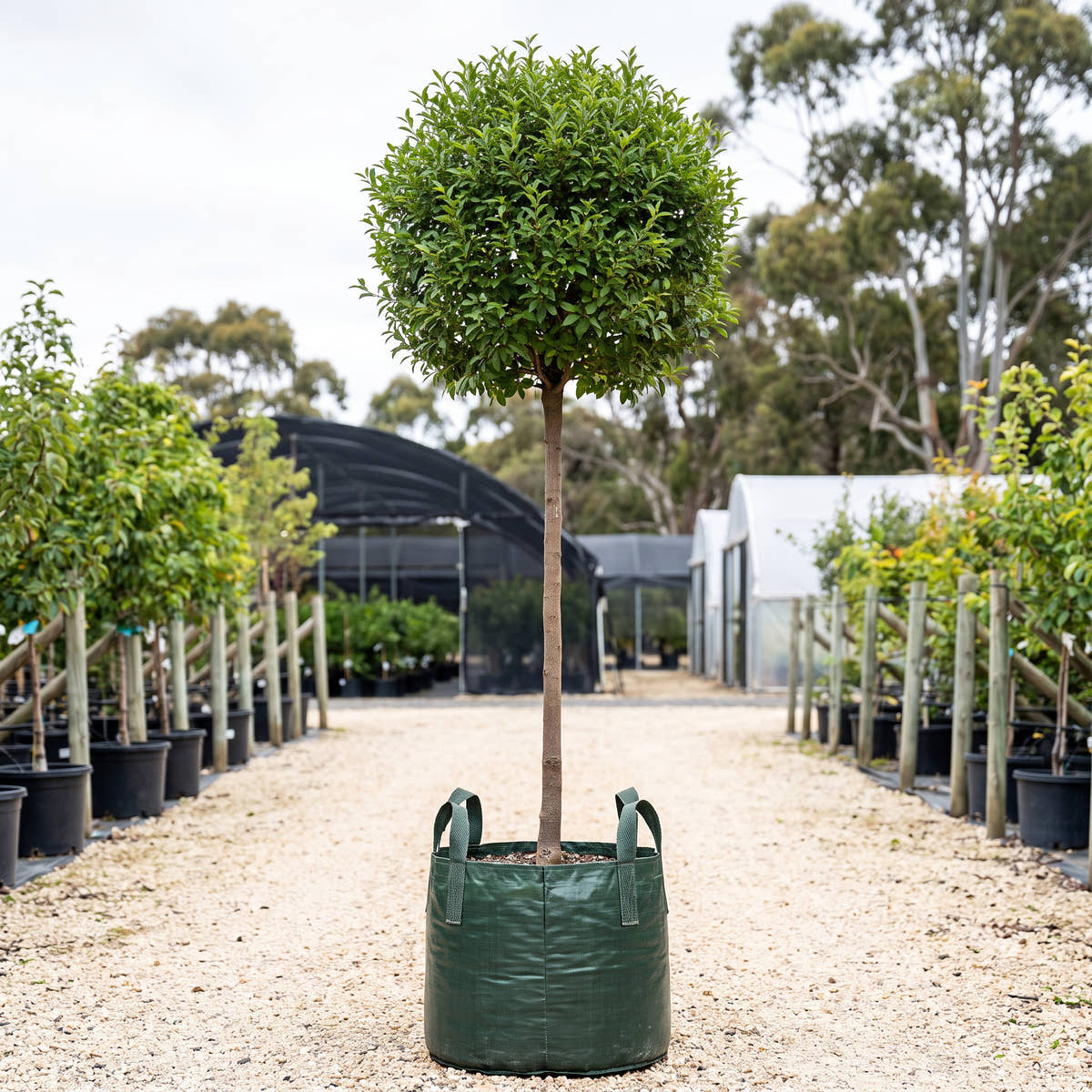 Globe Cherry (Standard) - Prunus fruticosa ‘Globosa’