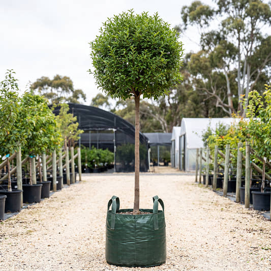 Globe Cherry (Standard) - Prunus fruticosa ‘Globosa’