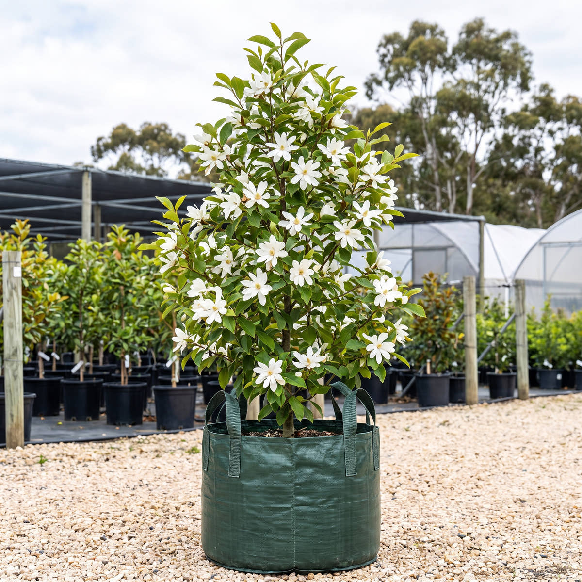 Fairy White Magnolia - Magnolia ‘Fairy White’