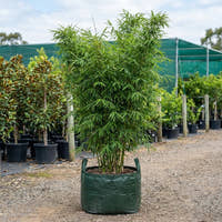 Thai Beauty Bamboo - Bambusa nana