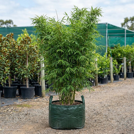 Thai Beauty Bamboo - Bambusa nana