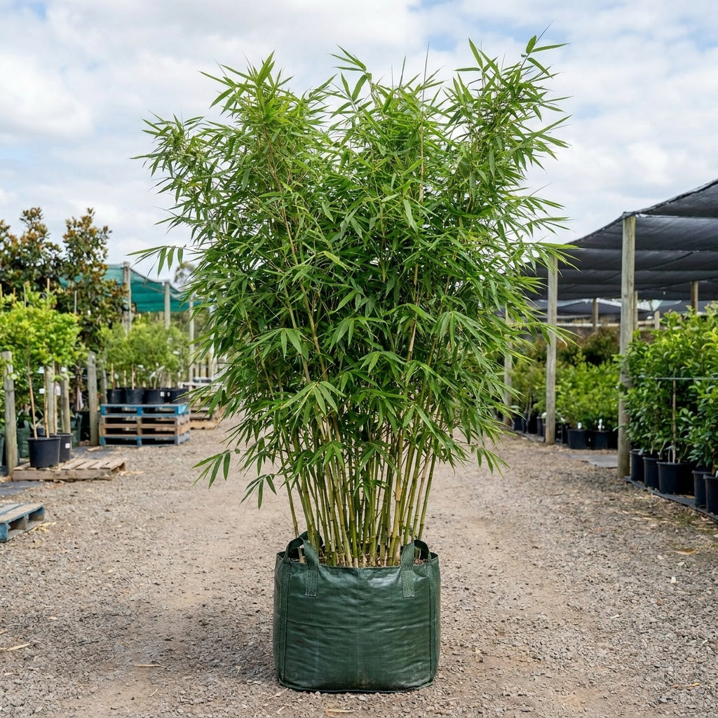 Thai Silk Bamboo - Bambusa nana