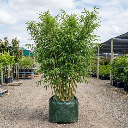 Thai Silk Bamboo - Bambusa nana