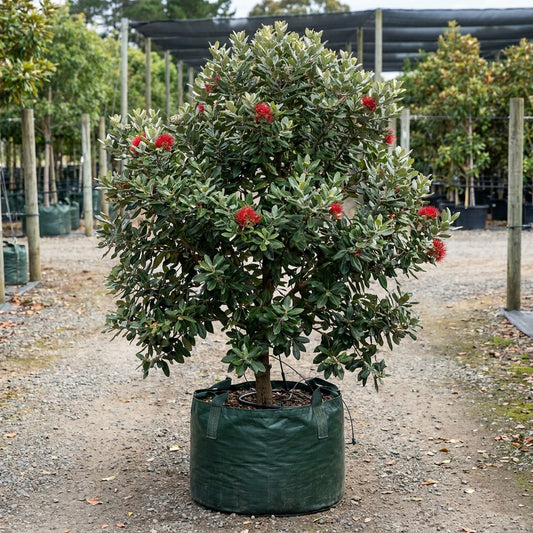 Thomas's Pohutukawa - Metrosideros thomasii