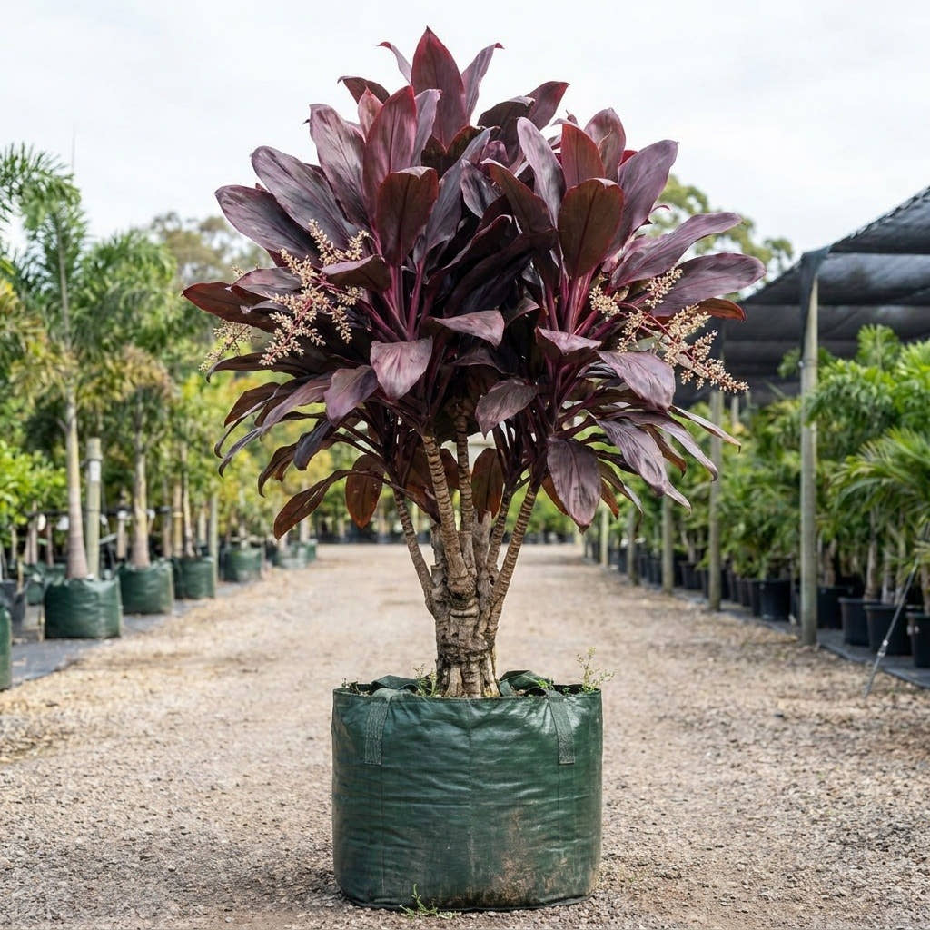 Ti Plant - Cordyline fruticosa