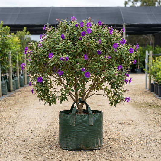 Kathleen Tibouchina - Tibouchina ‘Kathleen’