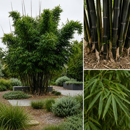 Timor Black Bamboo - Bambusa lako