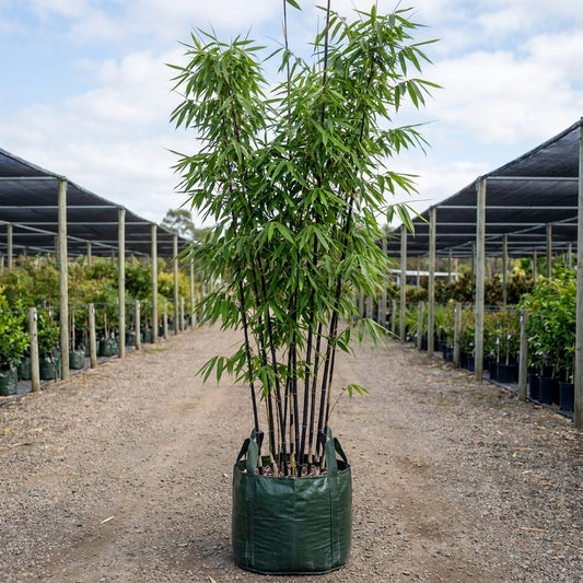 Timor Black Bamboo - Bambusa lako