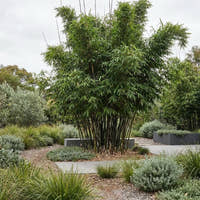 Timor Black Bamboo - Bambusa lako