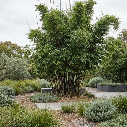 Timor Black Bamboo - Bambusa lako
