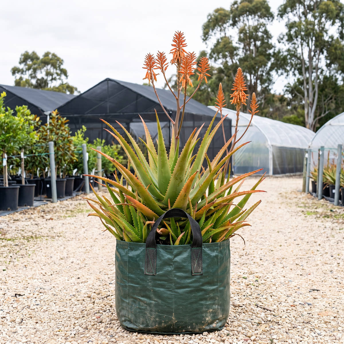 Aloe ‘Copper Shower’