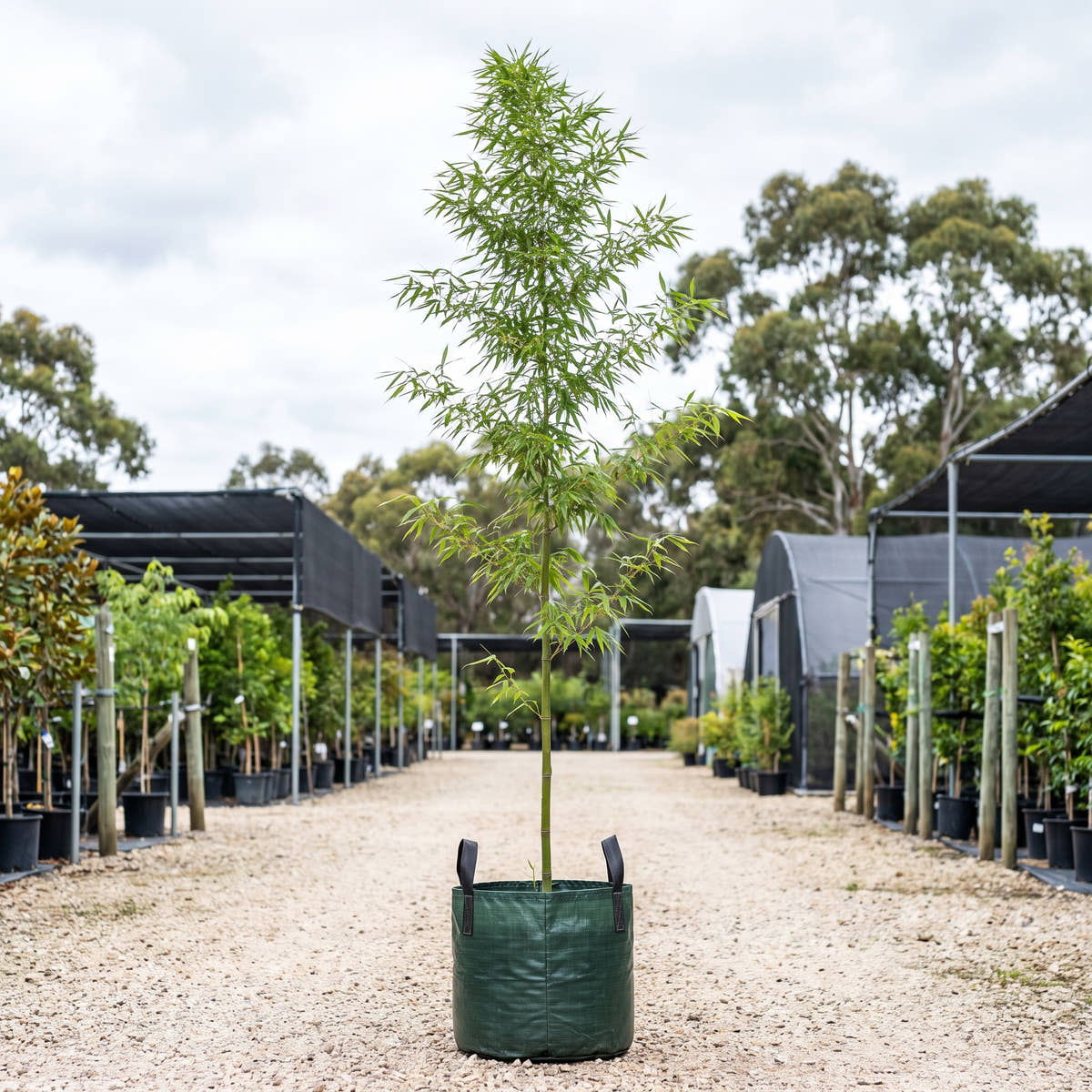 Moso Bamboo - Phyllostachys edulis