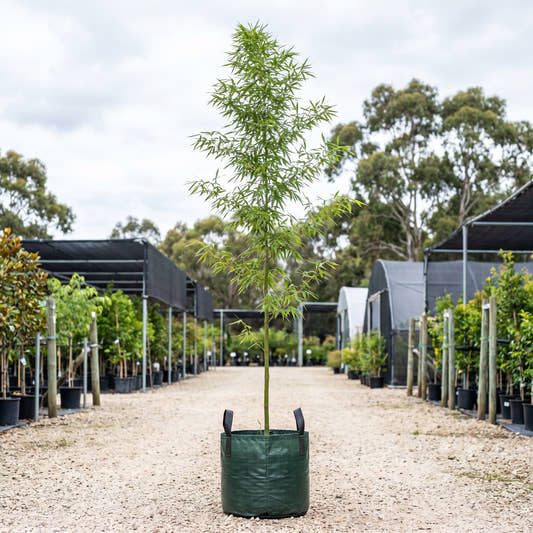 Moso Bamboo - Phyllostachys edulis