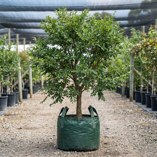 Todd Chinese Elm - Ulmus parvifolia ‘Todd’