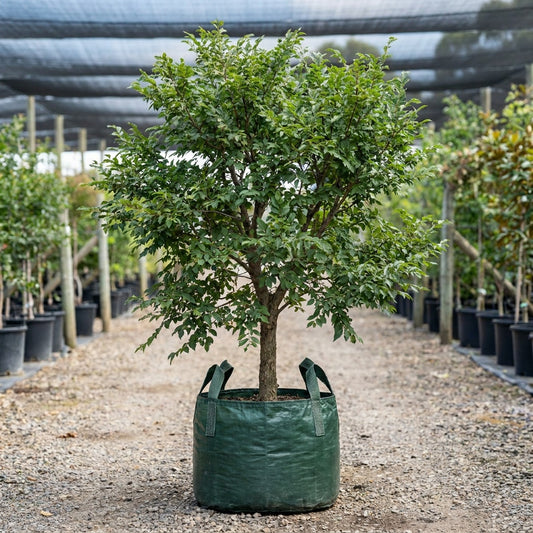 Todd Chinese Elm - Ulmus parvifolia ‘Todd’