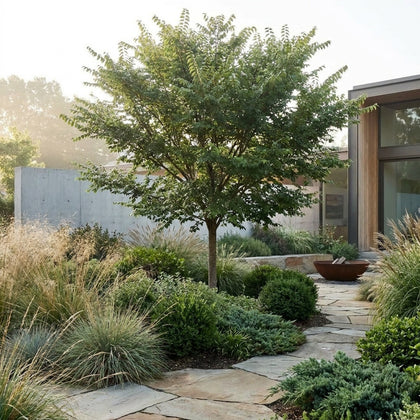 Todd Chinese Elm - Ulmus parvifolia ‘Todd’