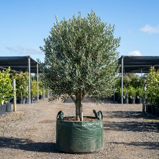 Tolley's Upright Olive Tree - Olea europaea 'Tolley's Upright'