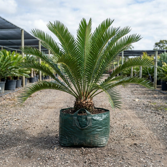 Tongaland Cycad - Encephalartos ferox