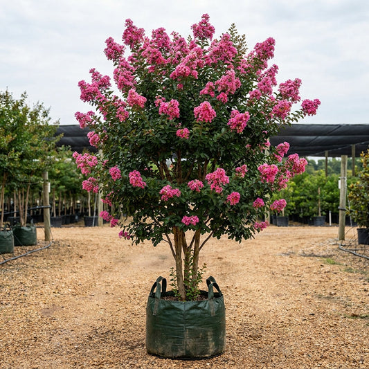 Tonto Crepe Myrtle - Lagerstroemia 'Tonto'