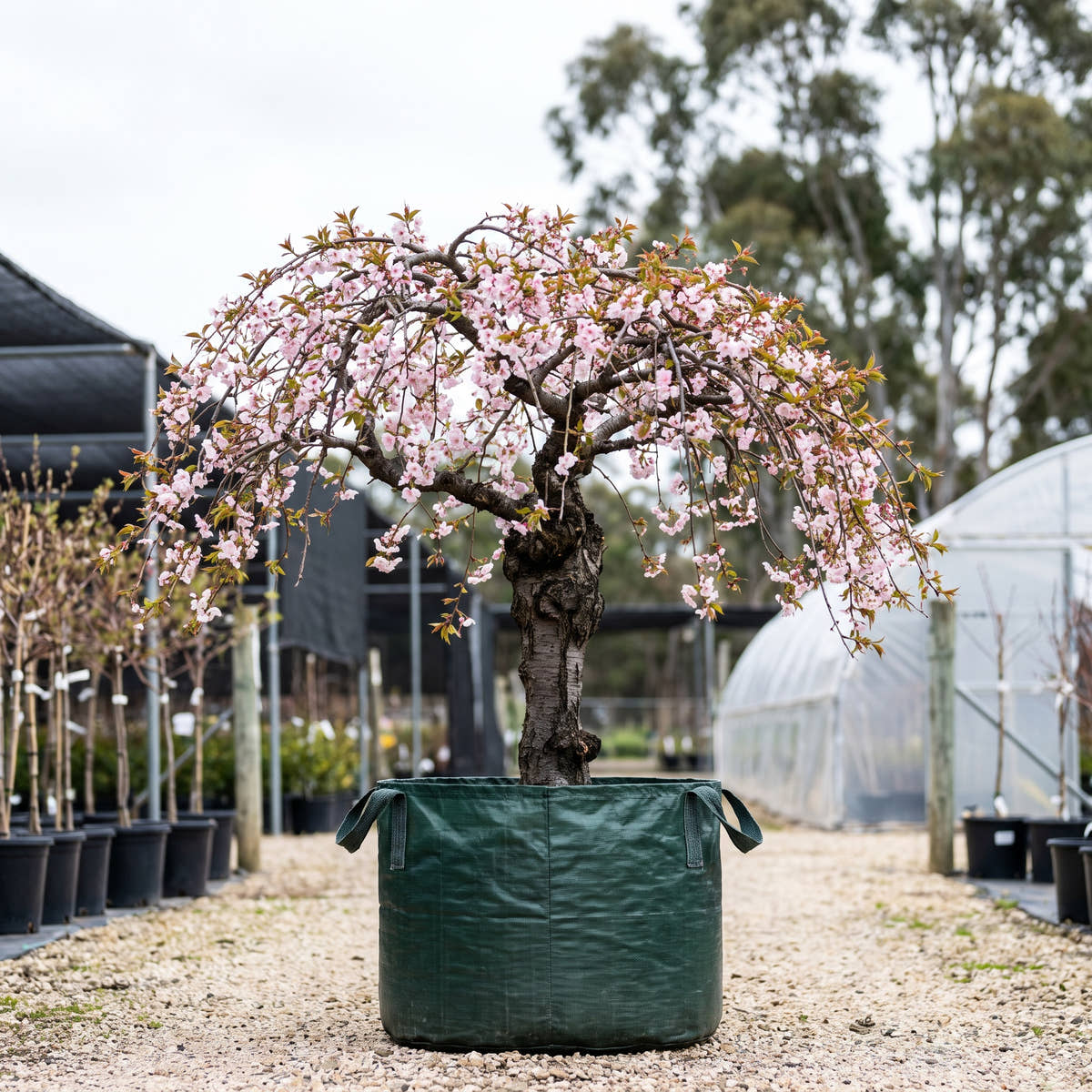 Rose Charm Weeping Peach (Standard) - Prunus persica ‘Rose Charm’