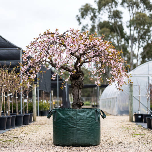 Rose Charm Weeping Peach (Standard) - Prunus persica ‘Rose Charm’