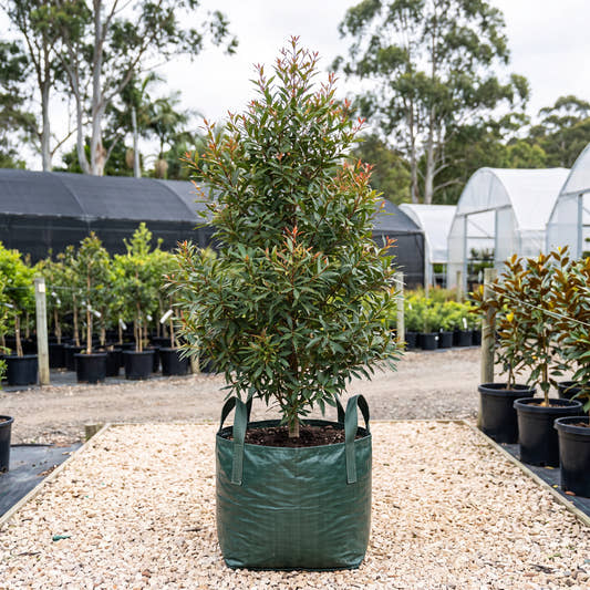 NSW Christmas Bush - Ceratopetalum gummiferum