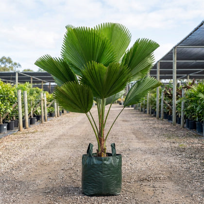 Traveler's Palm - Ravenala madagascariensis