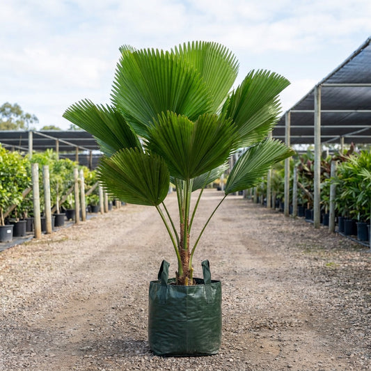 Traveler's Palm - Ravenala madagascariensis