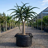 Tree Aloe - Aloe barberae
