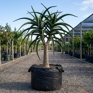 Tree Aloe - Aloe barberae